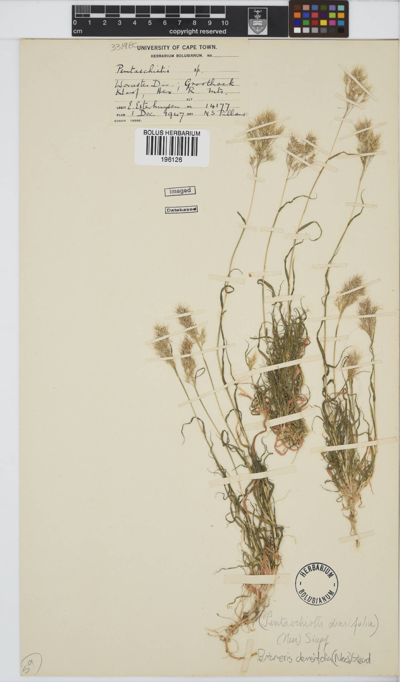 Pentameris densifolia image