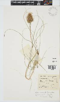 Pentameris curvifolia image