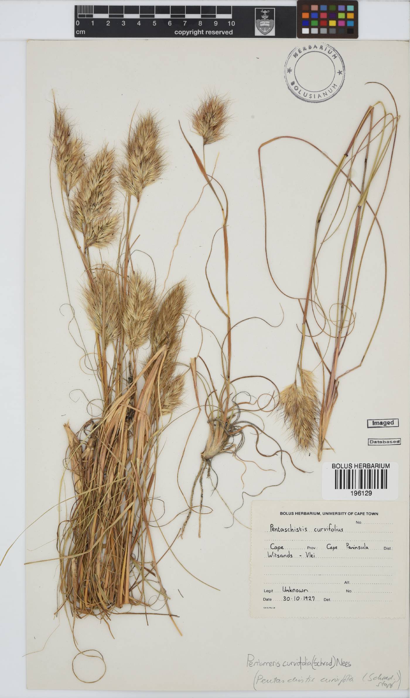 Pentameris curvifolia image