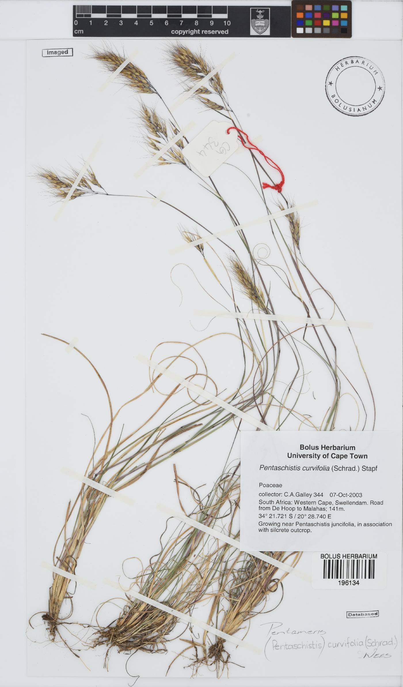 Pentameris curvifolia image