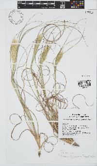 Pentameris curvifolia image