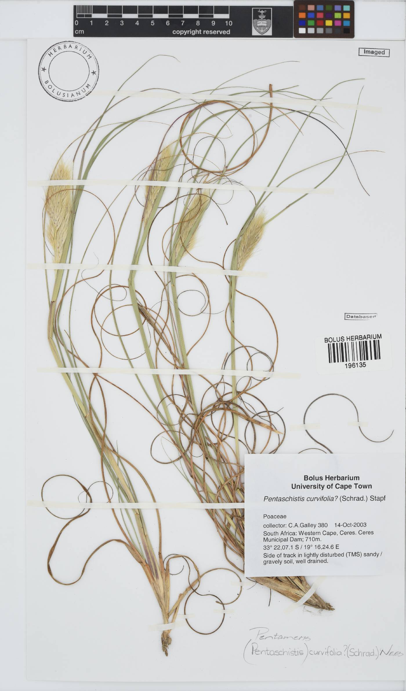 Pentameris curvifolia image