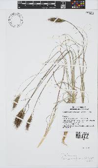 Pentameris curvifolia image