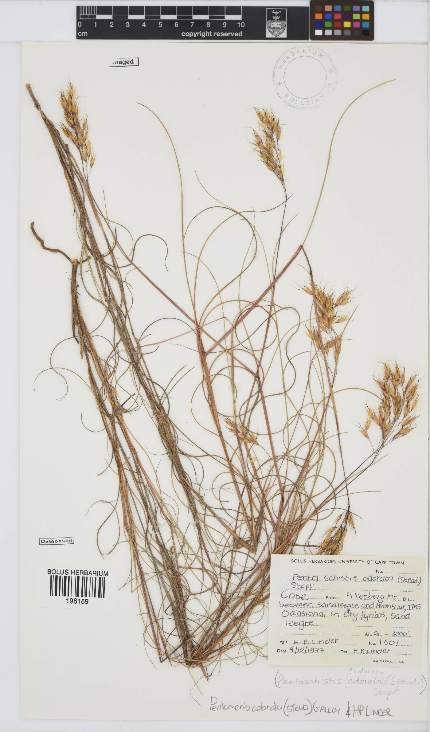Pentameris colorata image