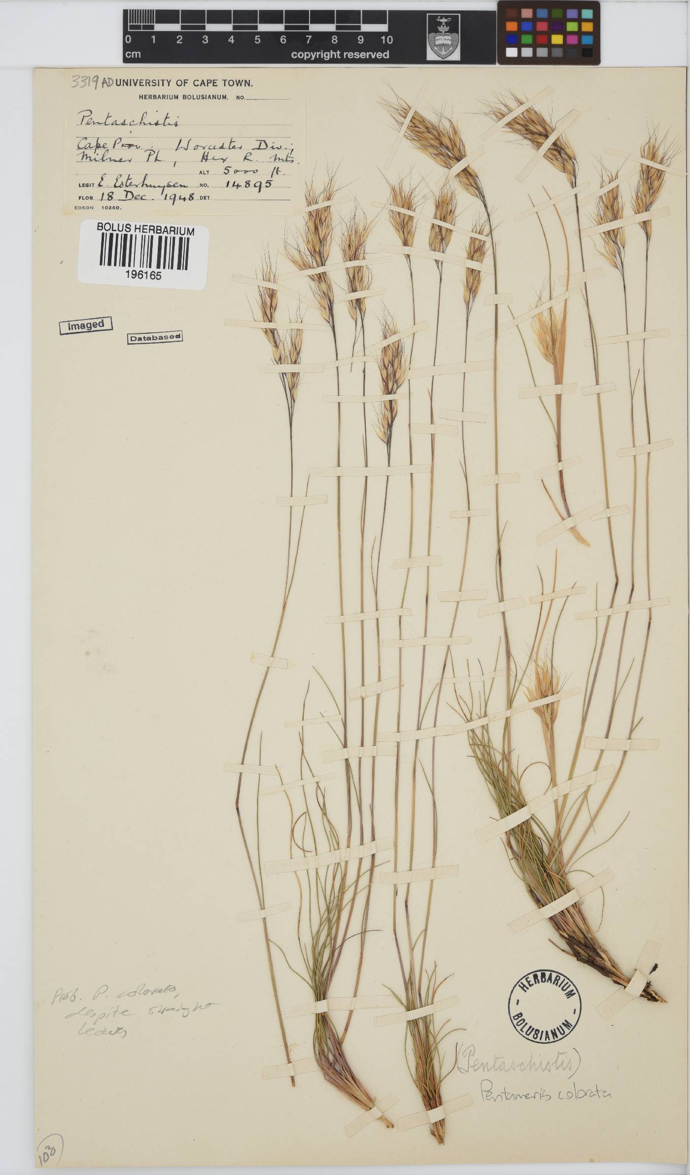 Pentameris colorata image