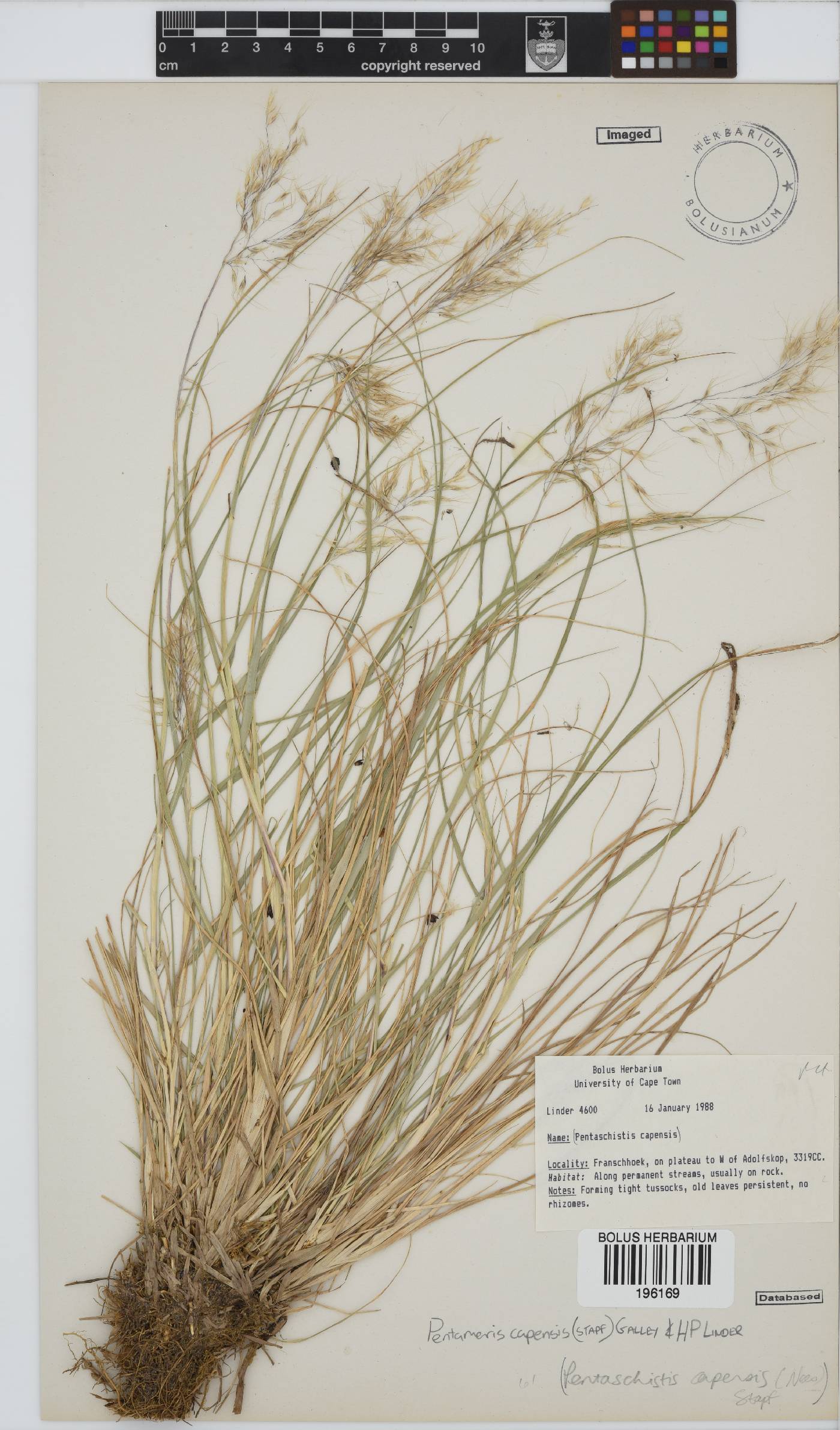 Pentameris capensis image