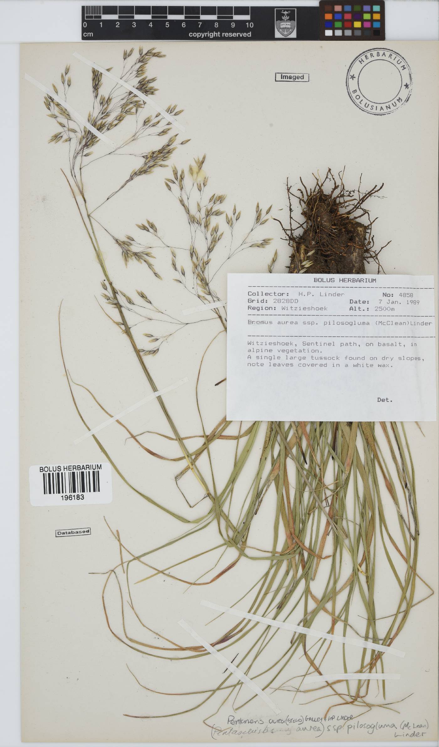 Pentameris aurea subsp. pilosogluma image