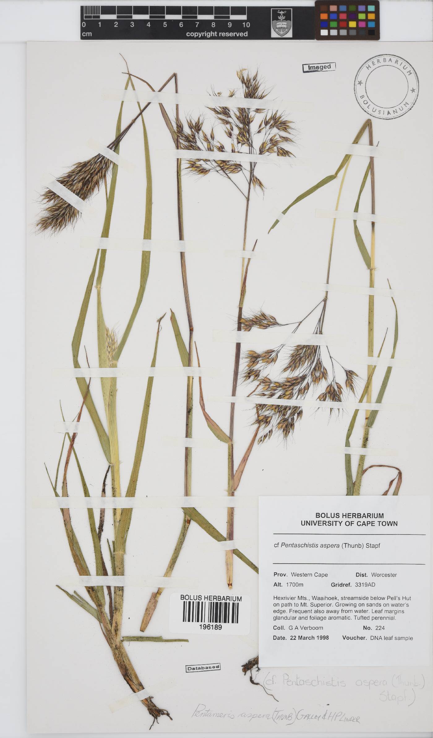 Pentameris aspera image