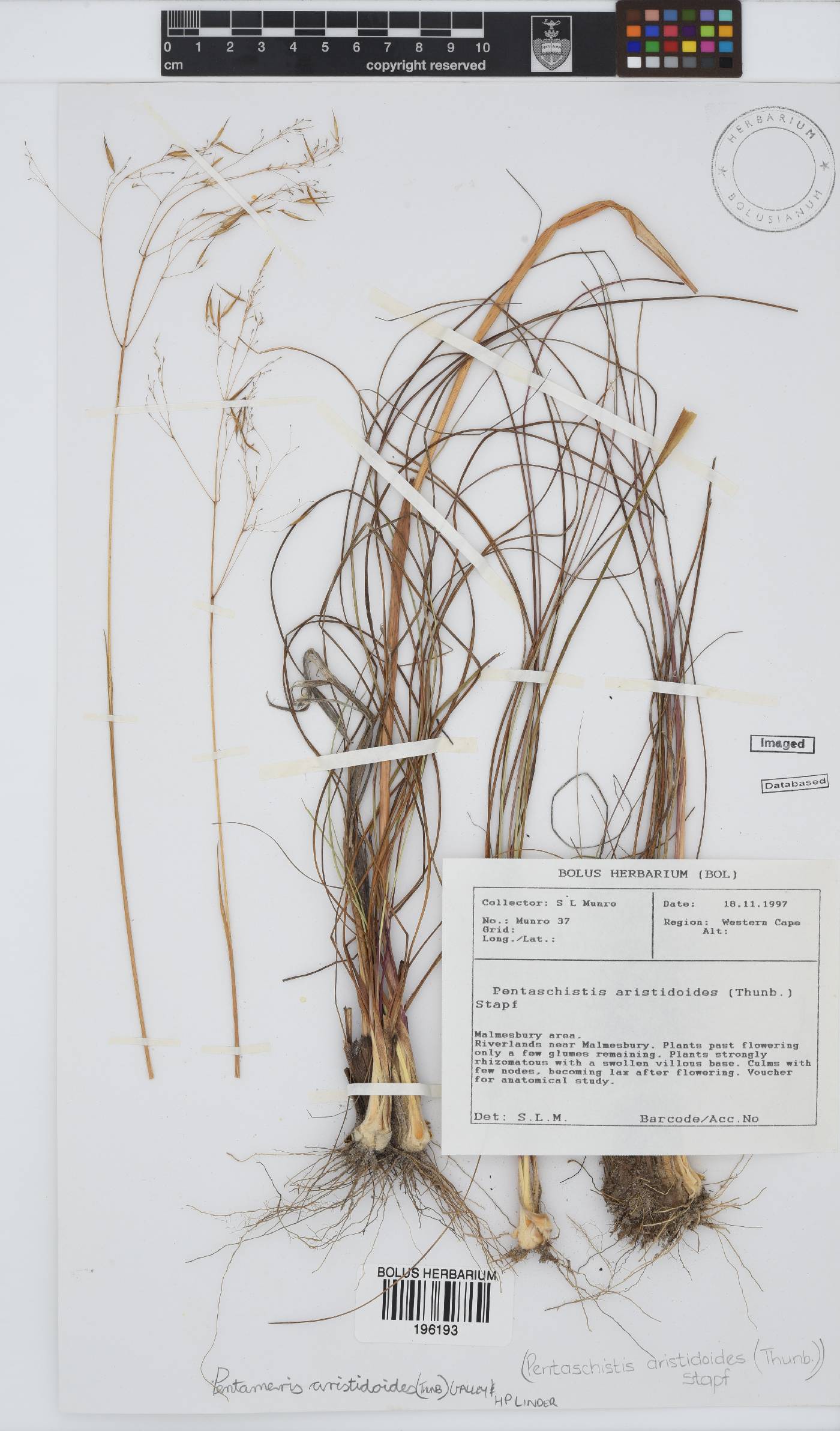 Pentameris aristidoides image