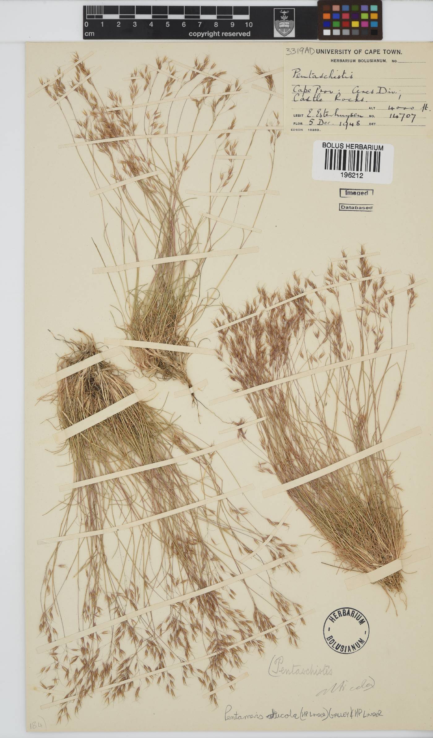 Pentameris alticola image