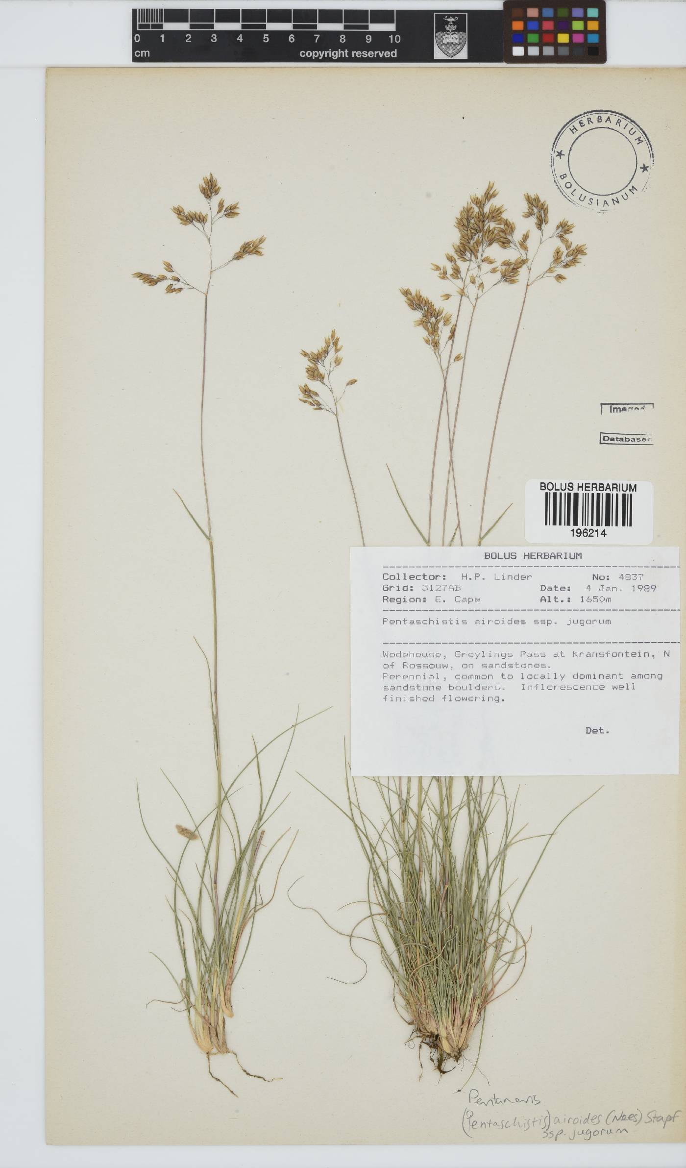Pentameris airoides subsp. jugorum image