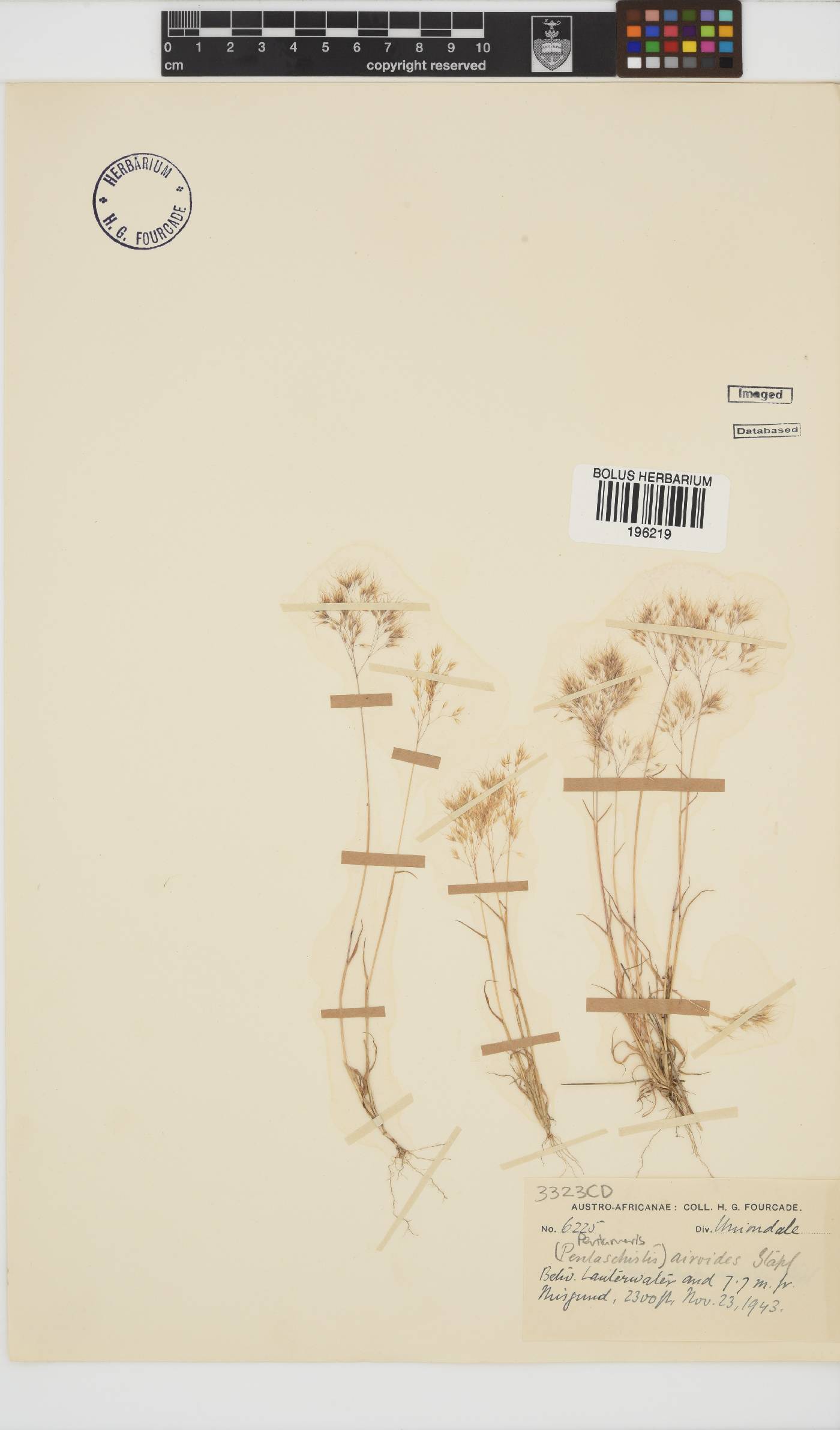 Pentameris airoides subsp. airoides image