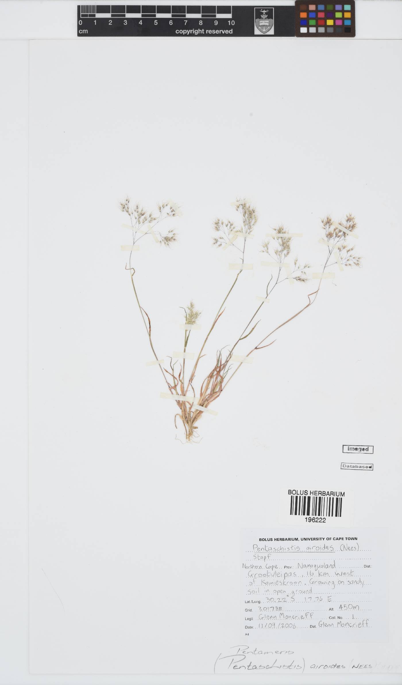 Pentameris airoides subsp. airoides image
