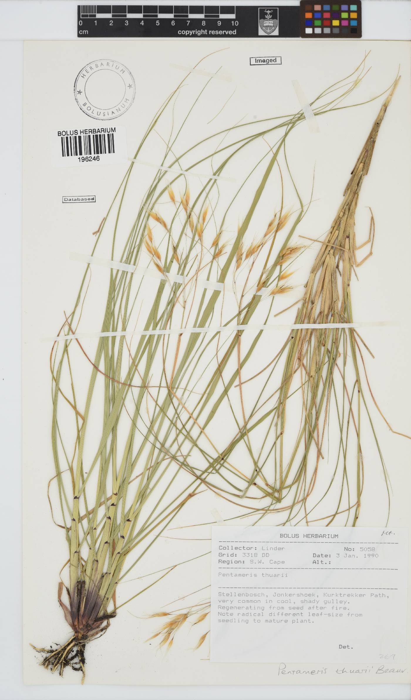 Pentameris thuarii image