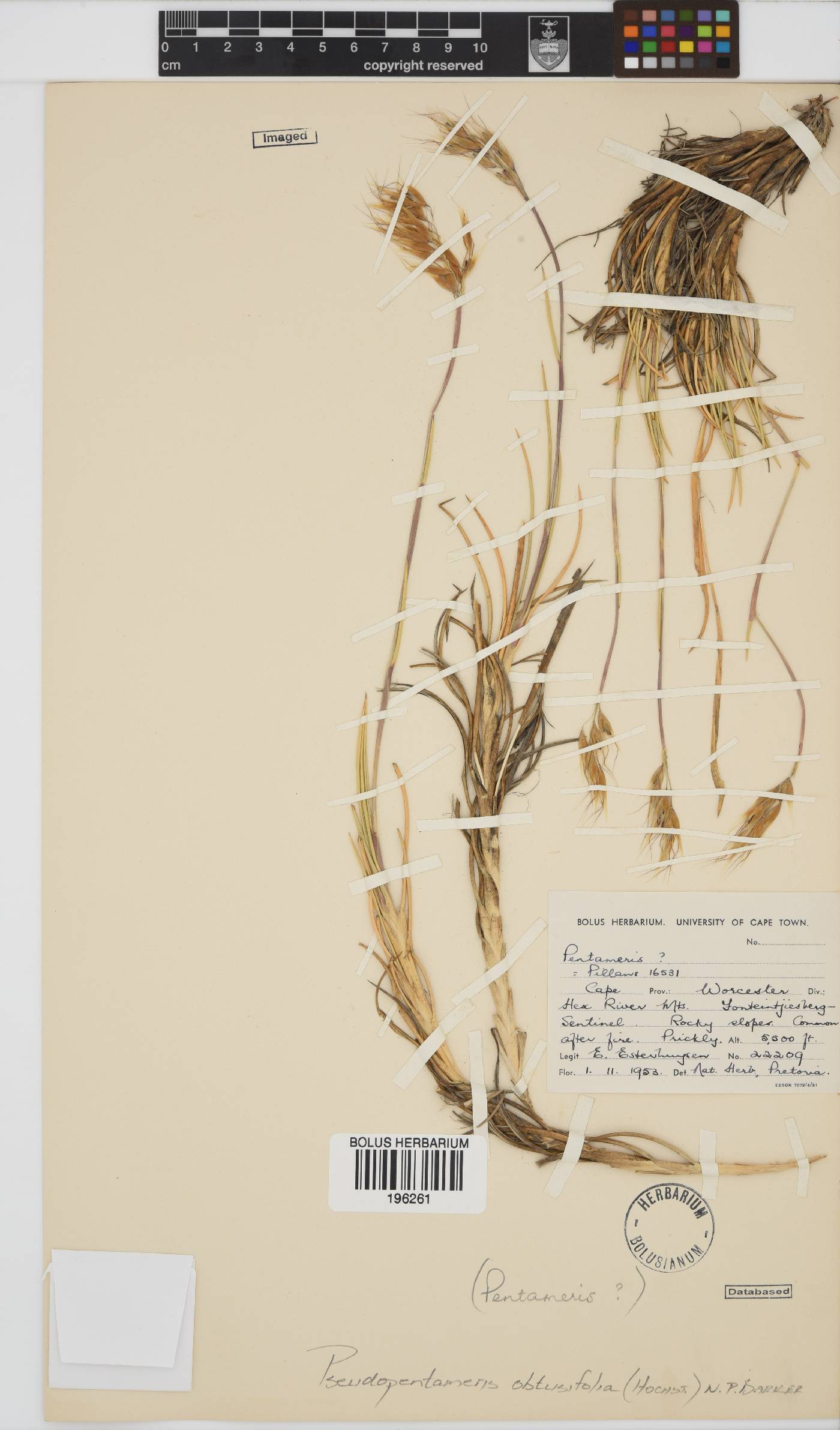 Pentameris oreophila image