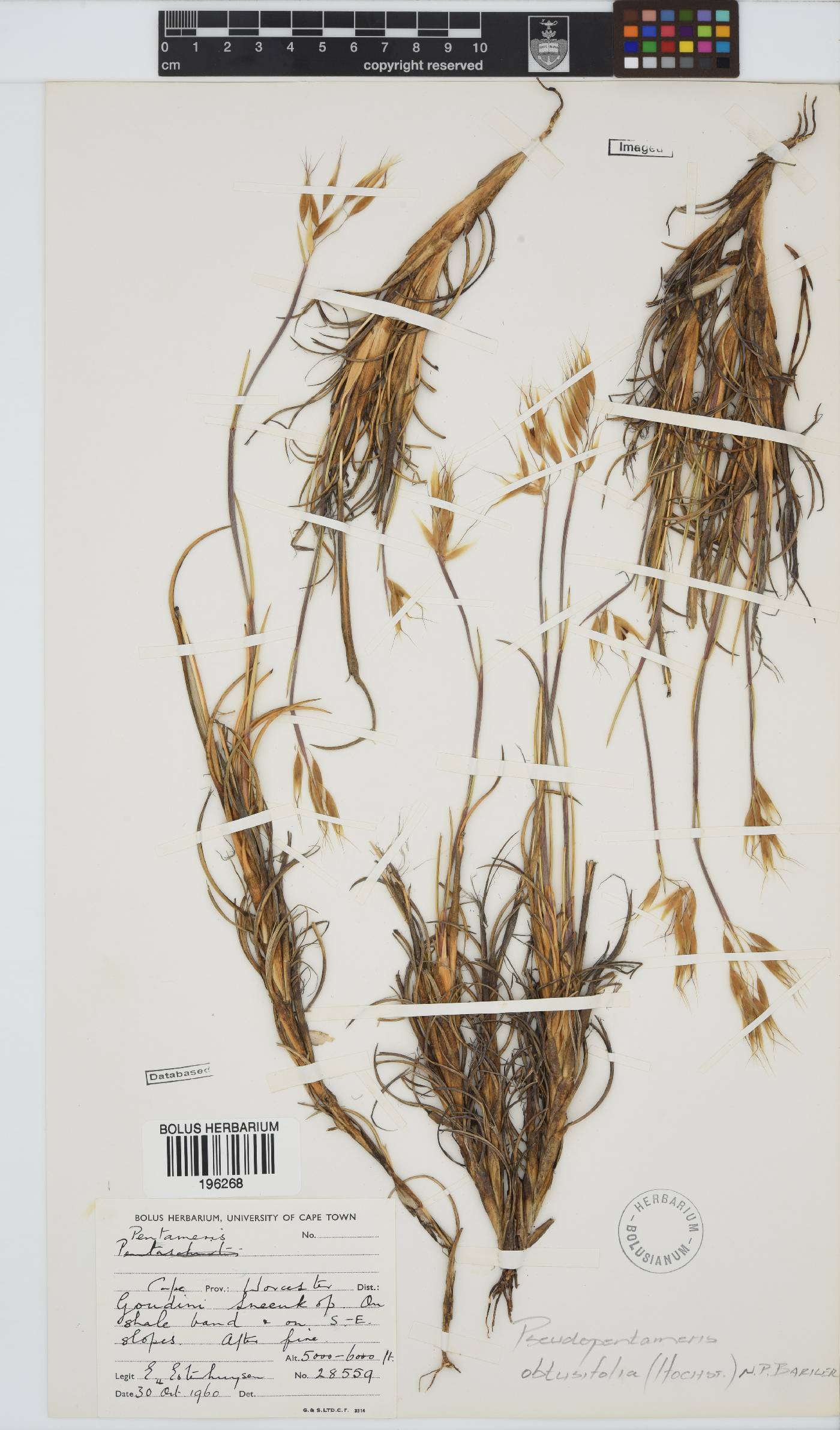 Pentameris obtusifolia image