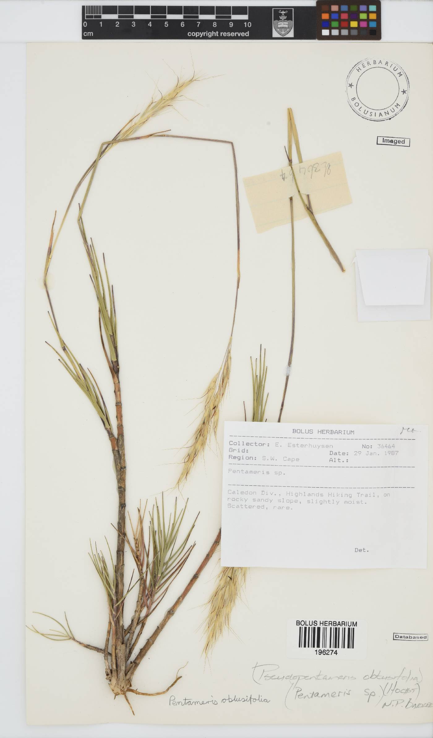 Pentameris obtusifolia image