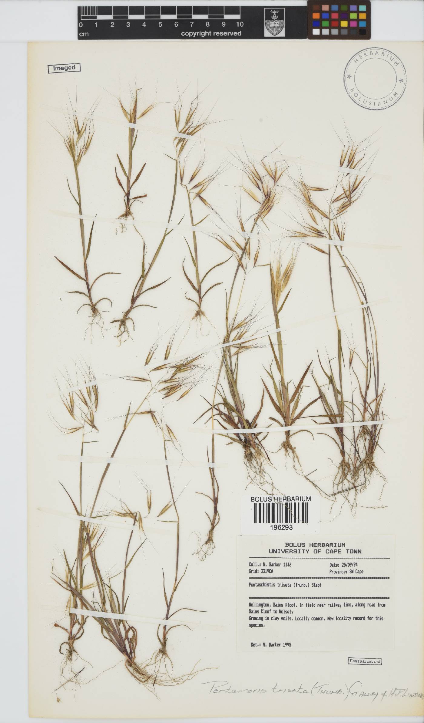 Pentameris triseta image