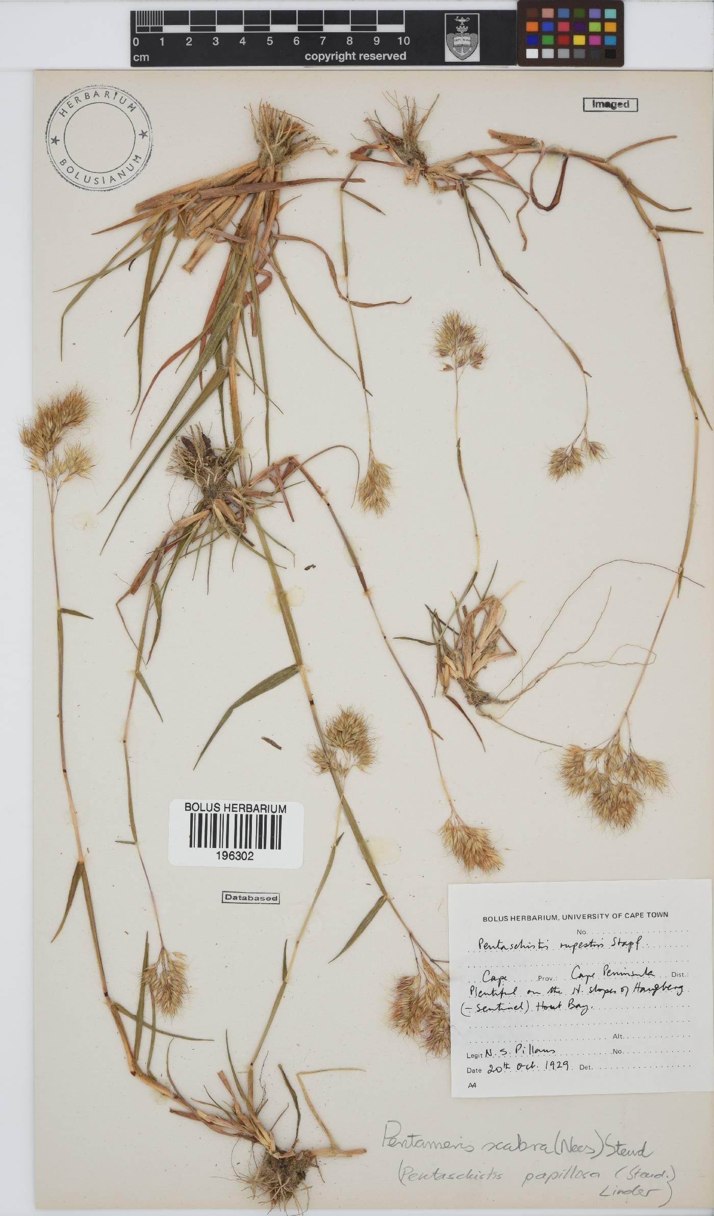 Pentameris scabra image