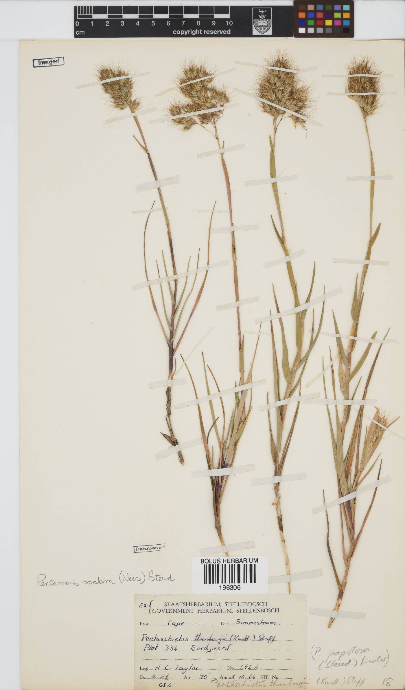 Pentameris scabra image