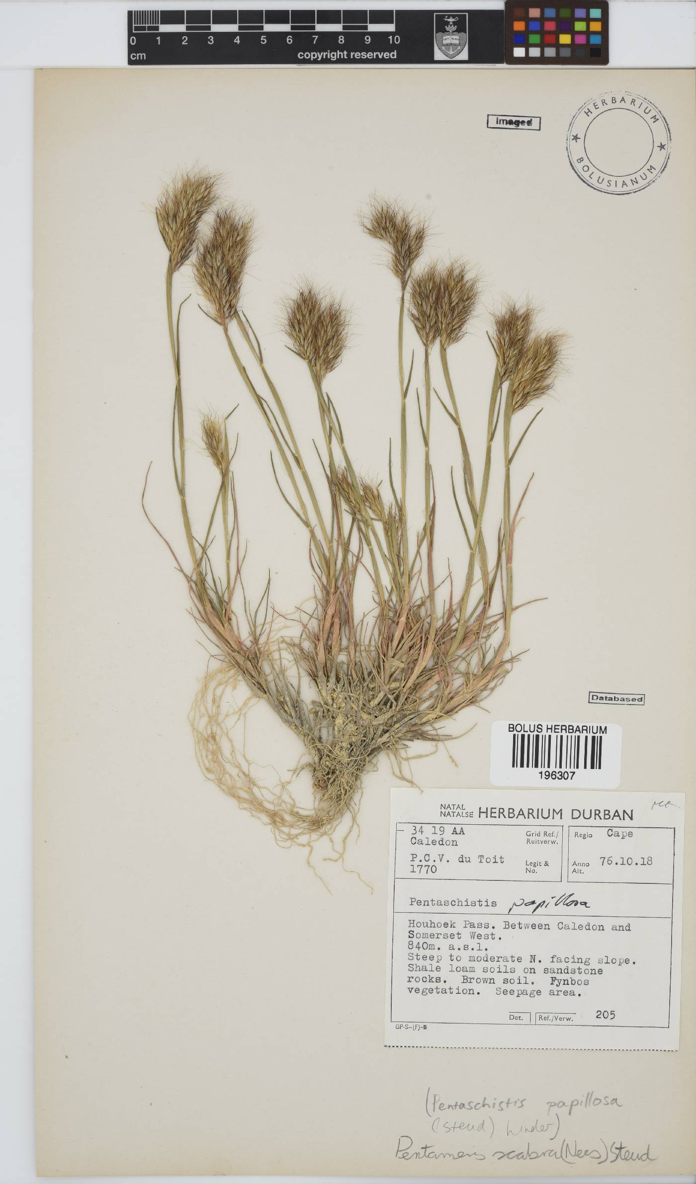 Pentameris scabra image