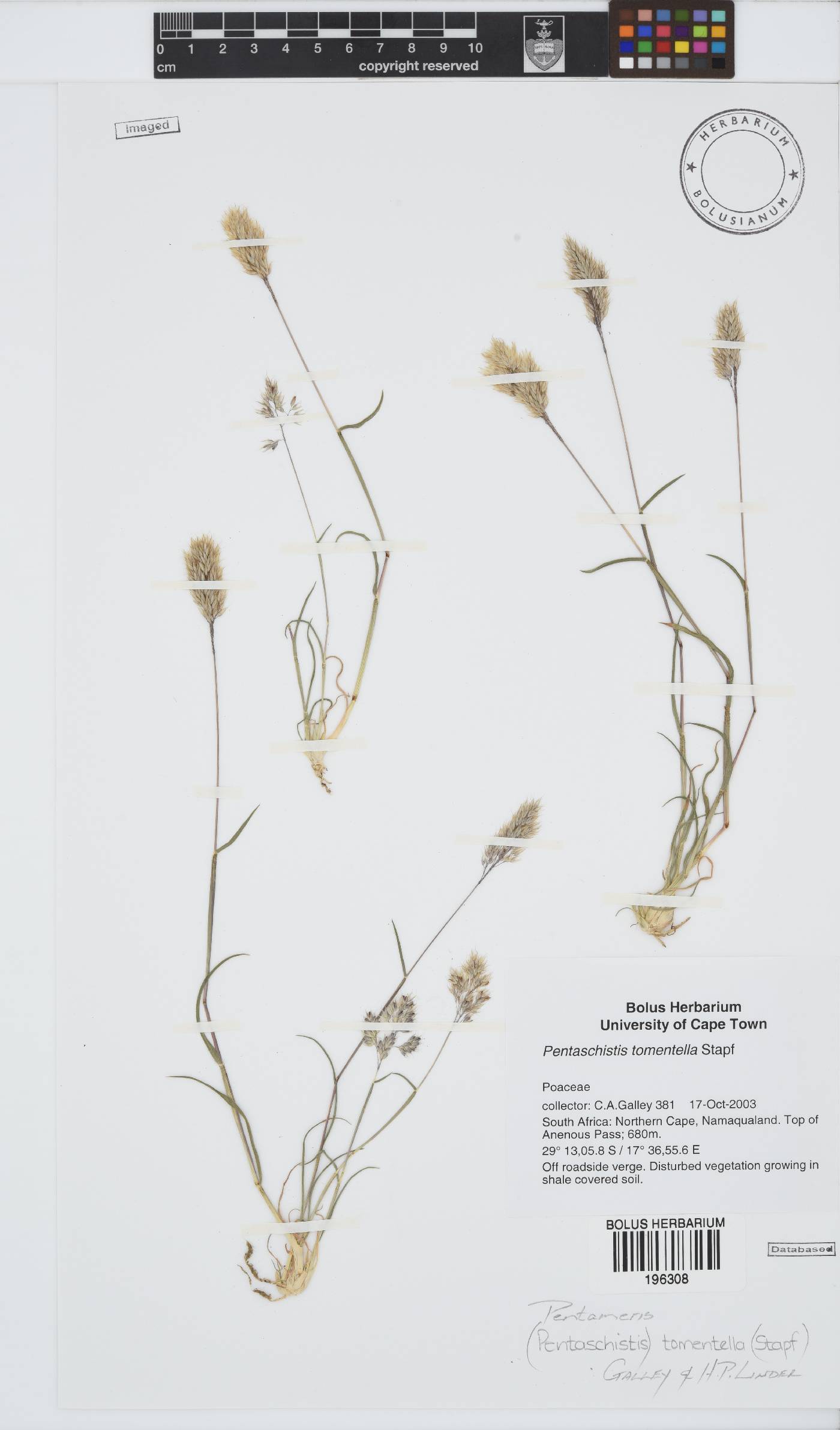 Pentameris tomentella image