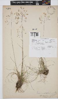 Pentameris setifolia image