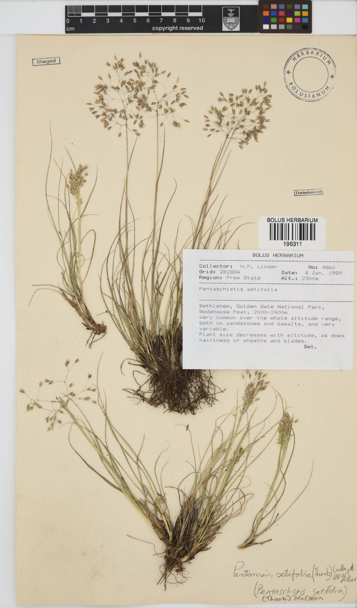 Pentameris setifolia image