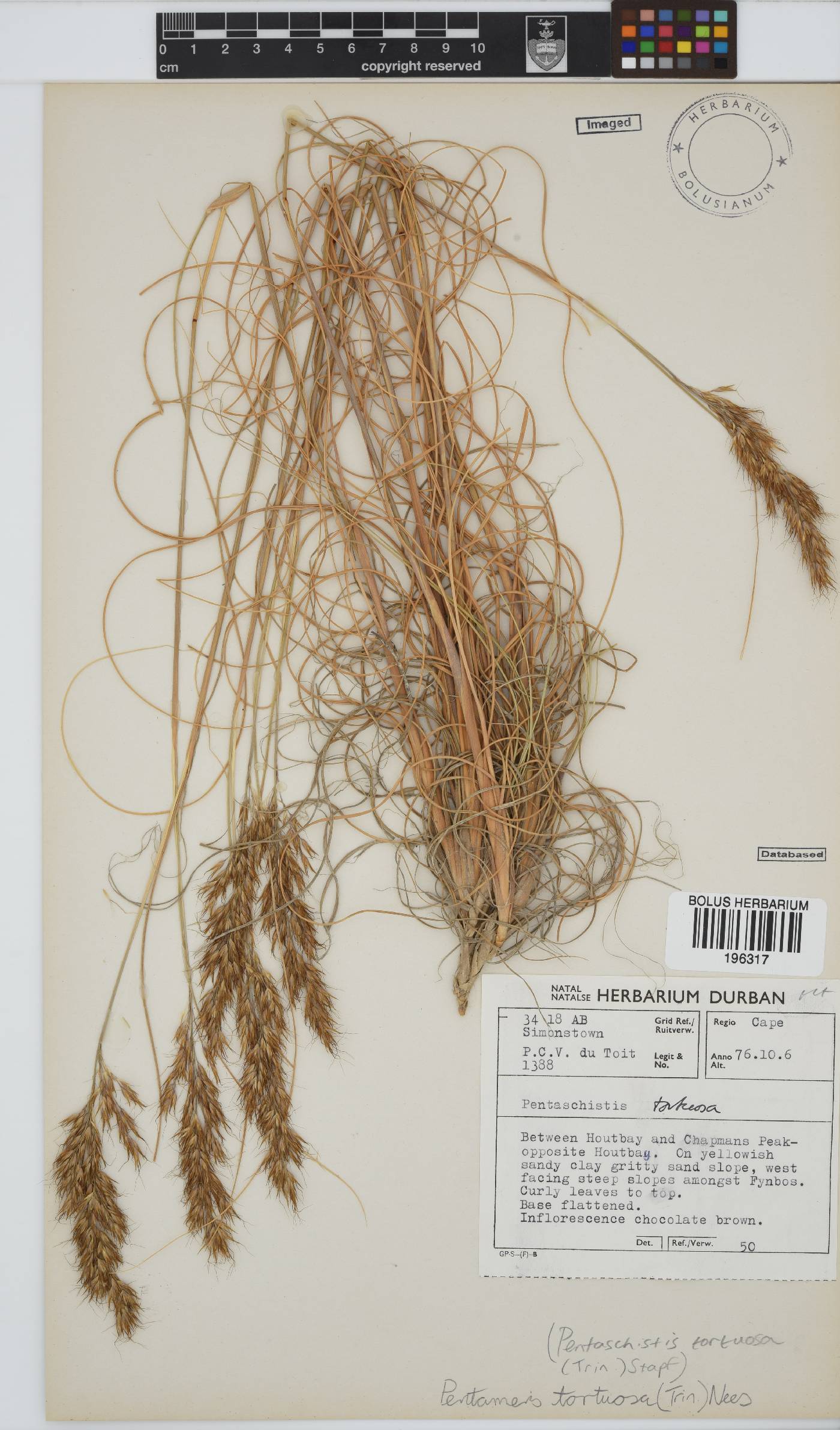 Pentameris tortuosa image