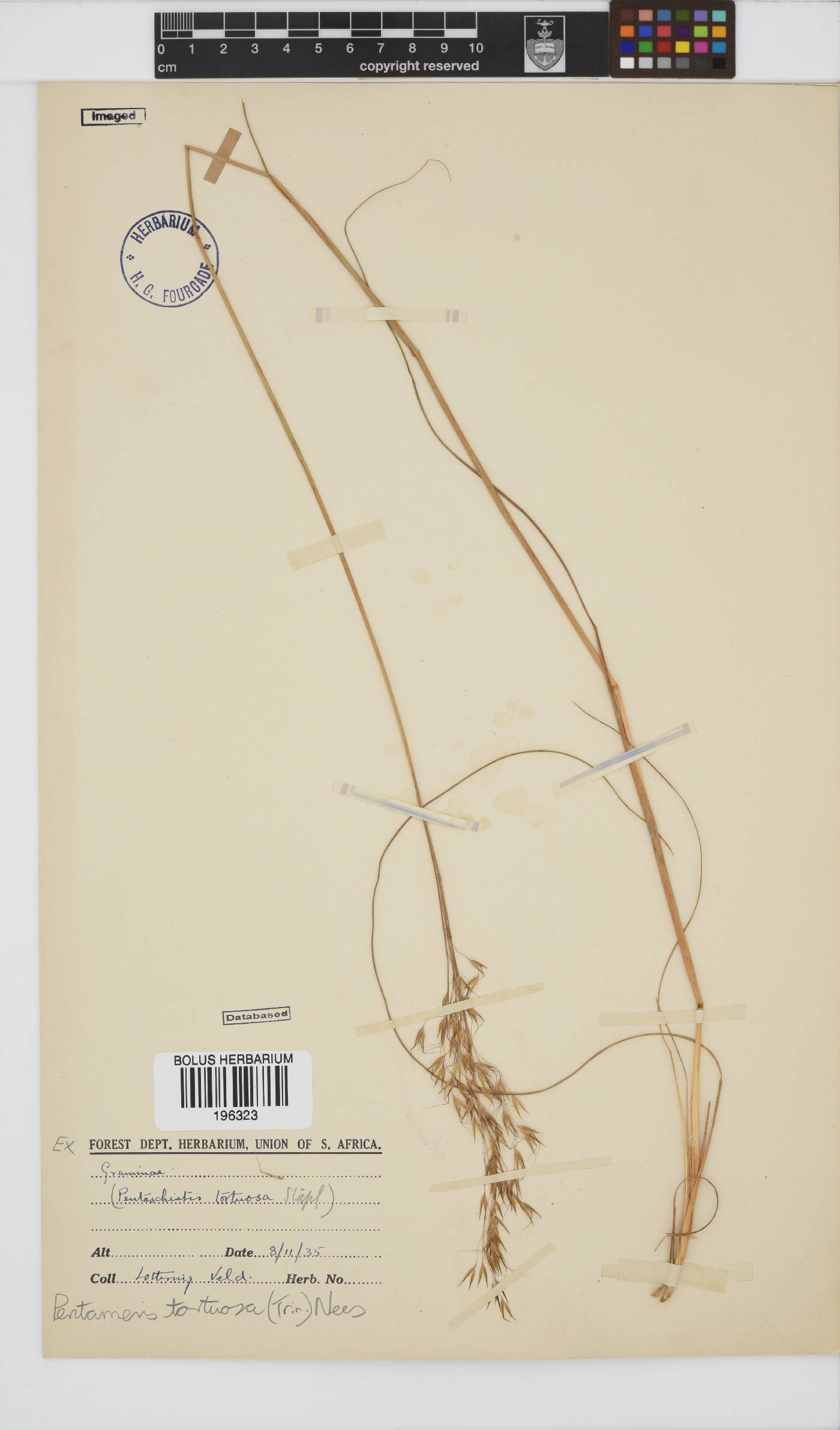 Pentameris tortuosa image