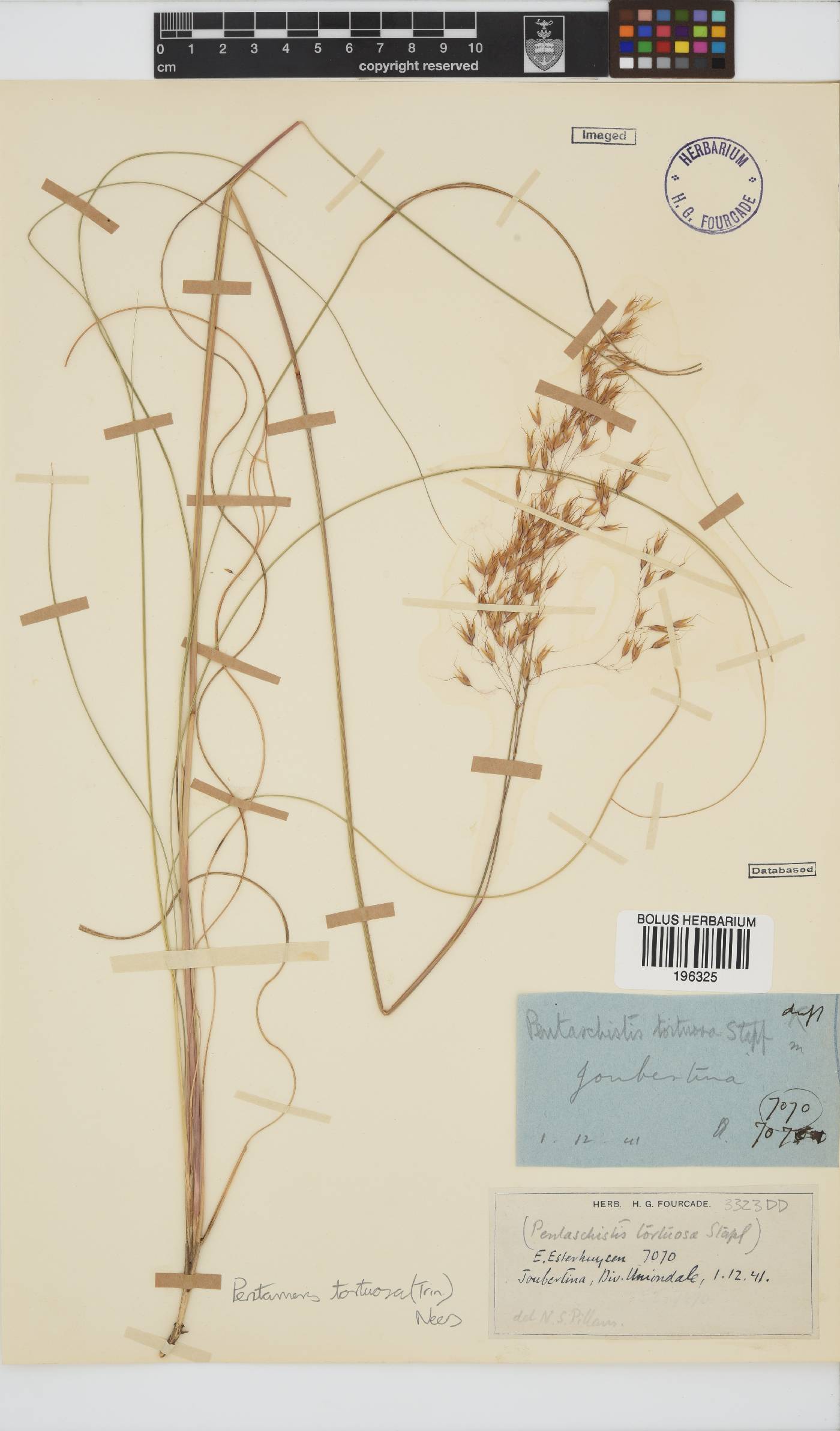 Pentameris tortuosa image