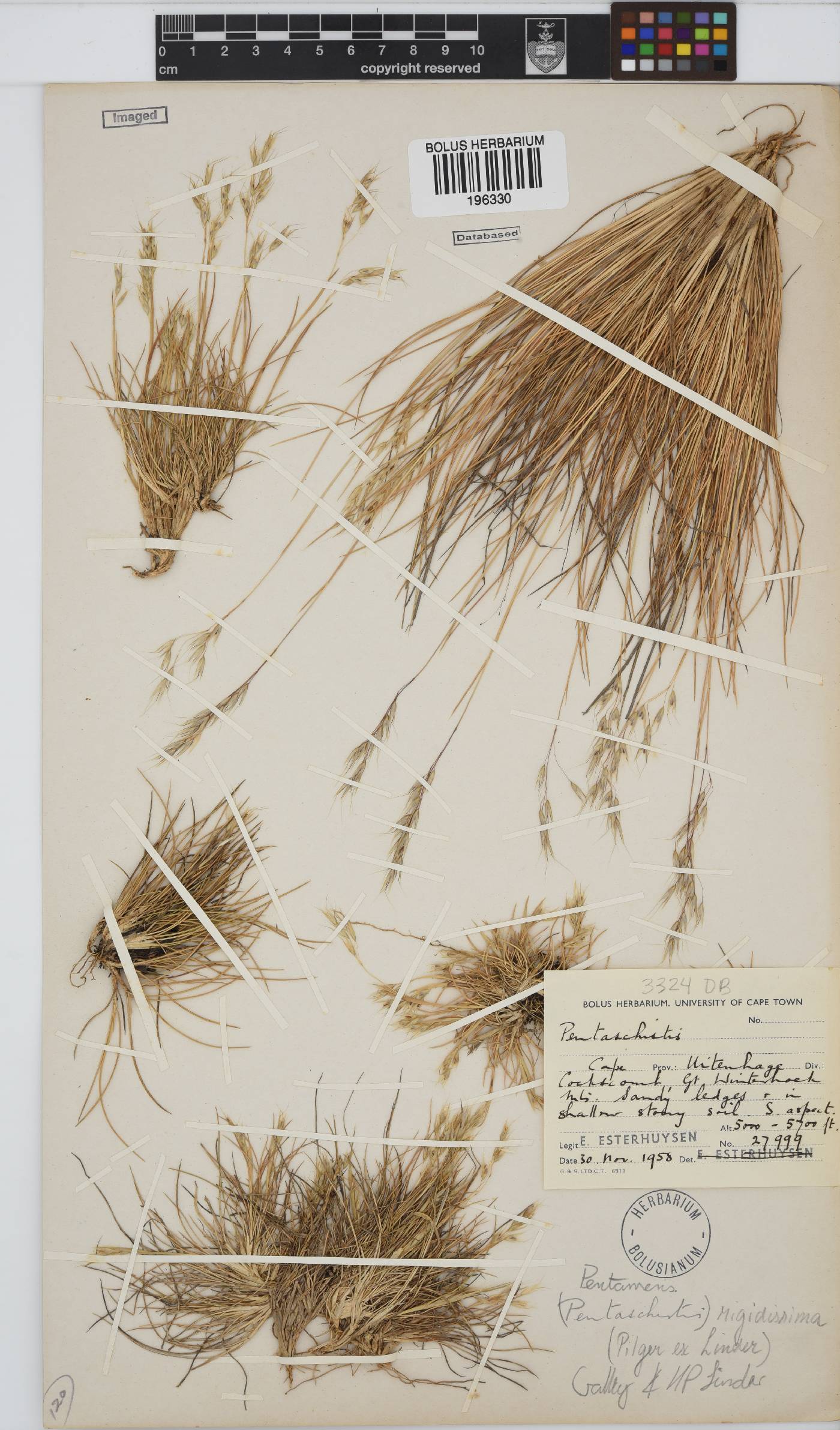 Pentameris rigidissima image