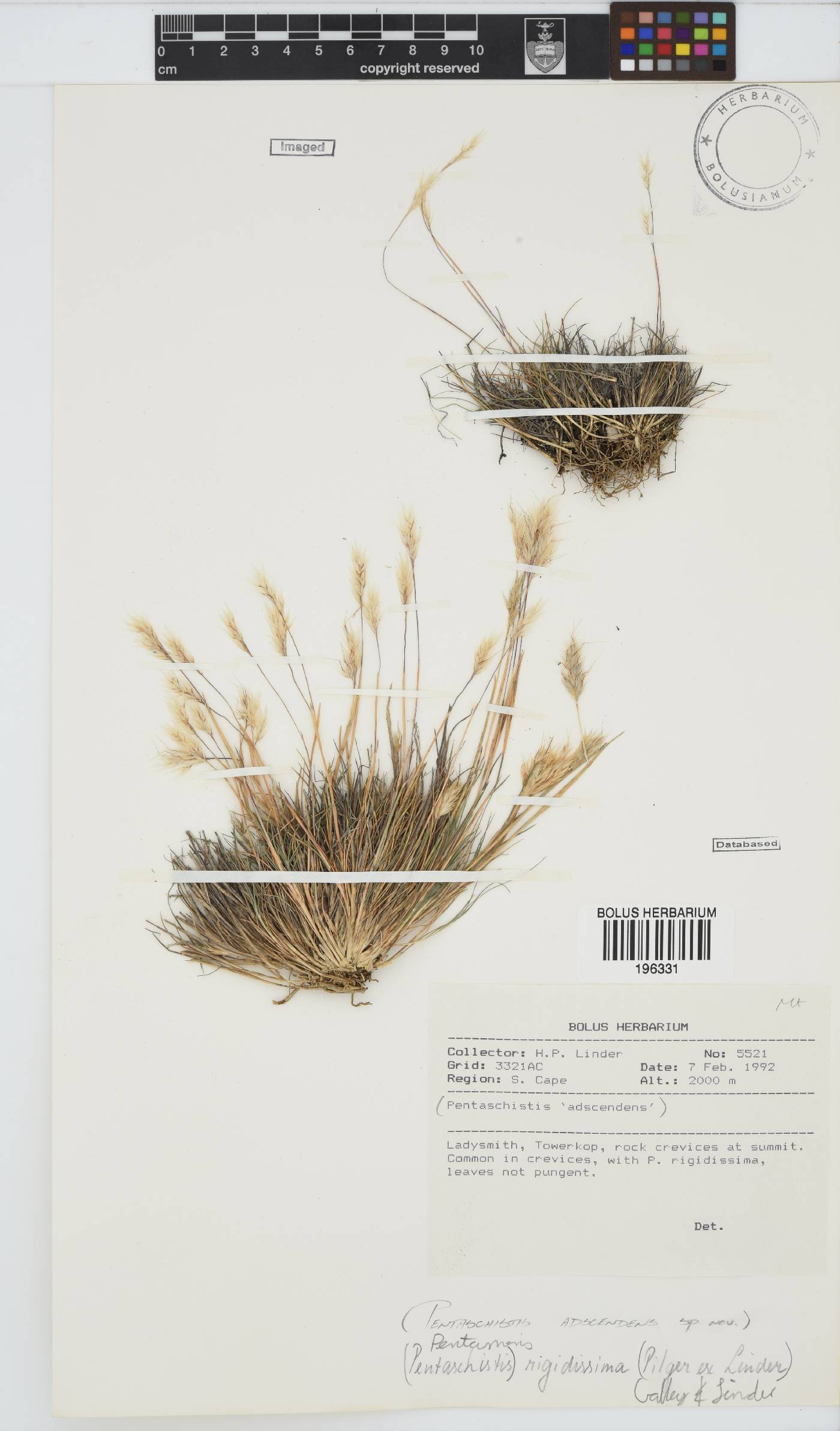 Pentameris rigidissima image
