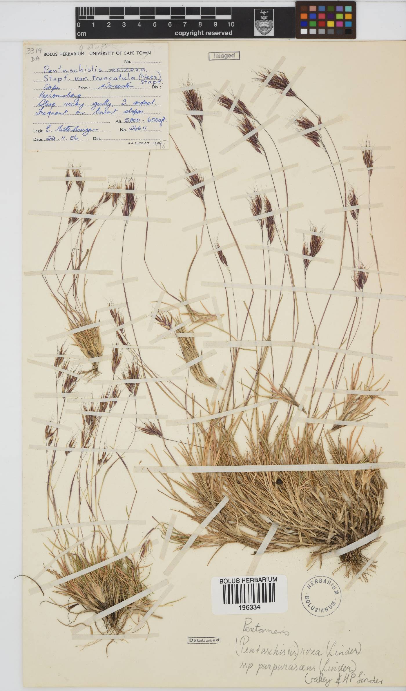 Pentameris rosea subsp. purpurascens image