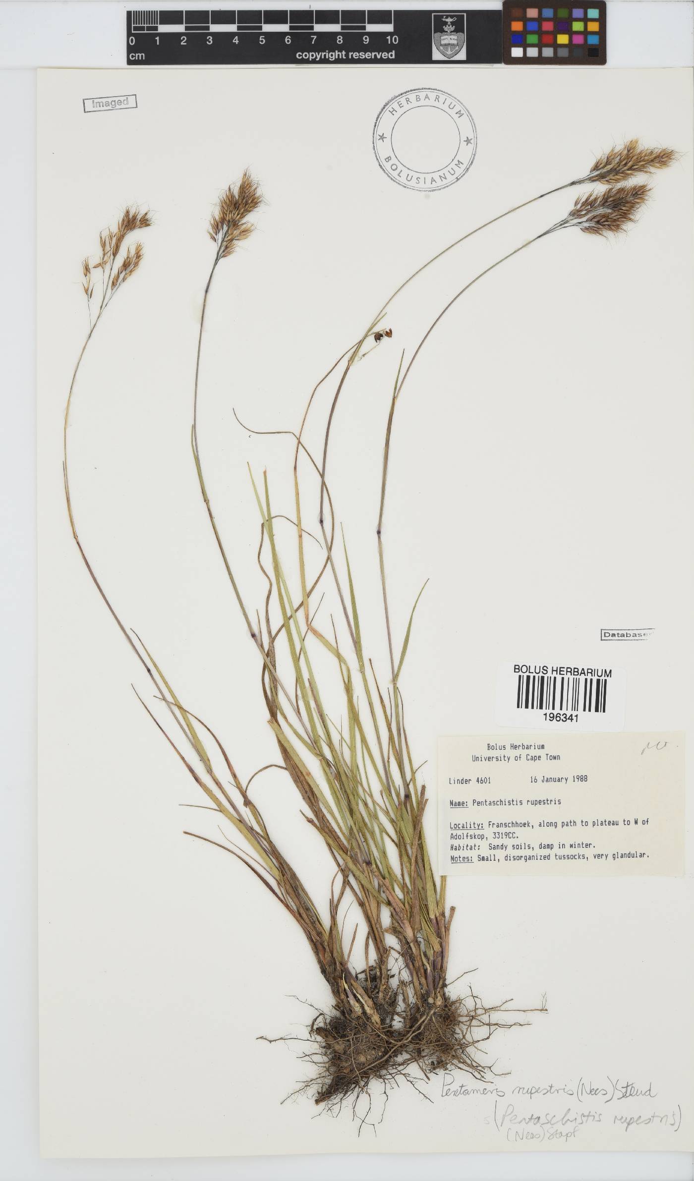 Pentameris rupestris image