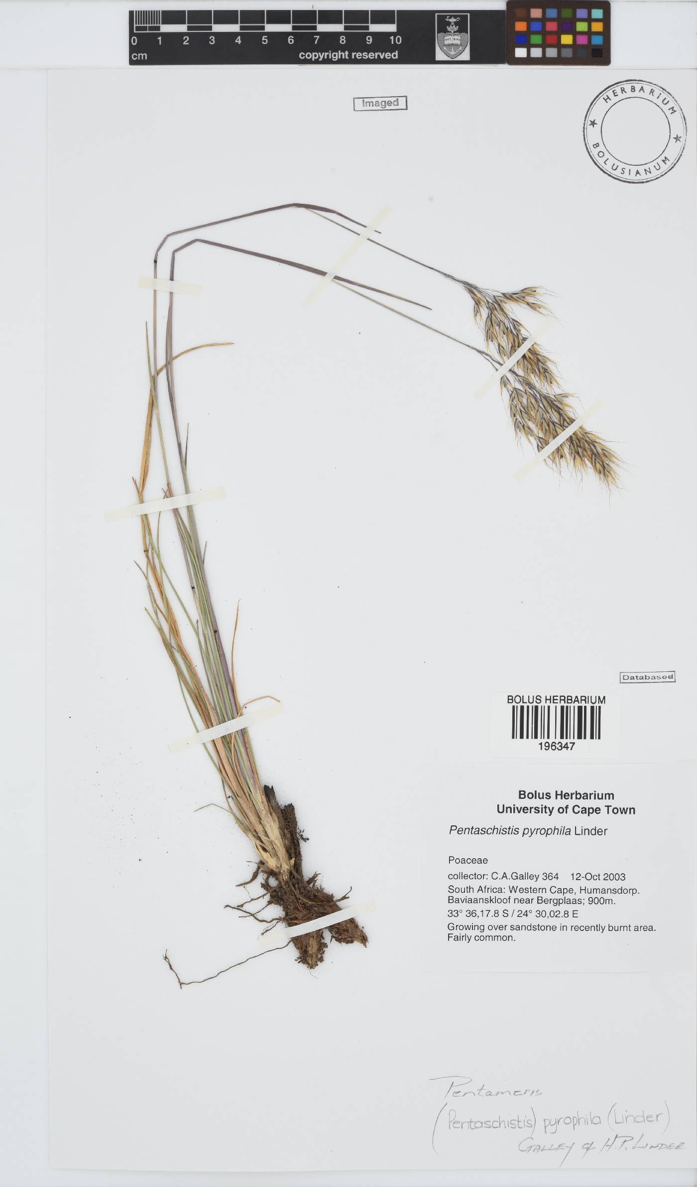 Pentameris pyrophila image