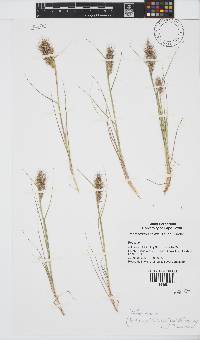 Pentameris pallida image