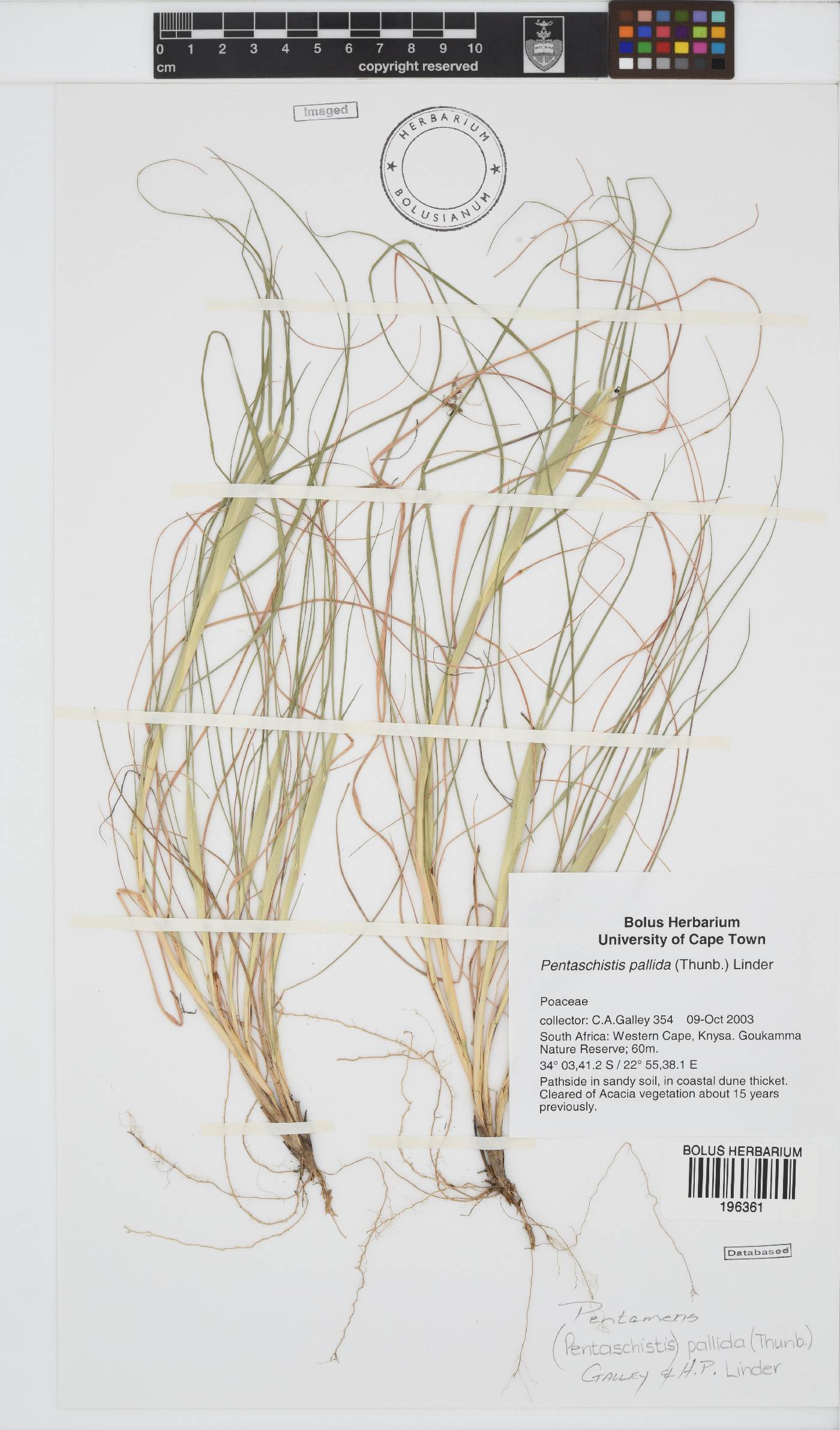 Pentameris pallida image