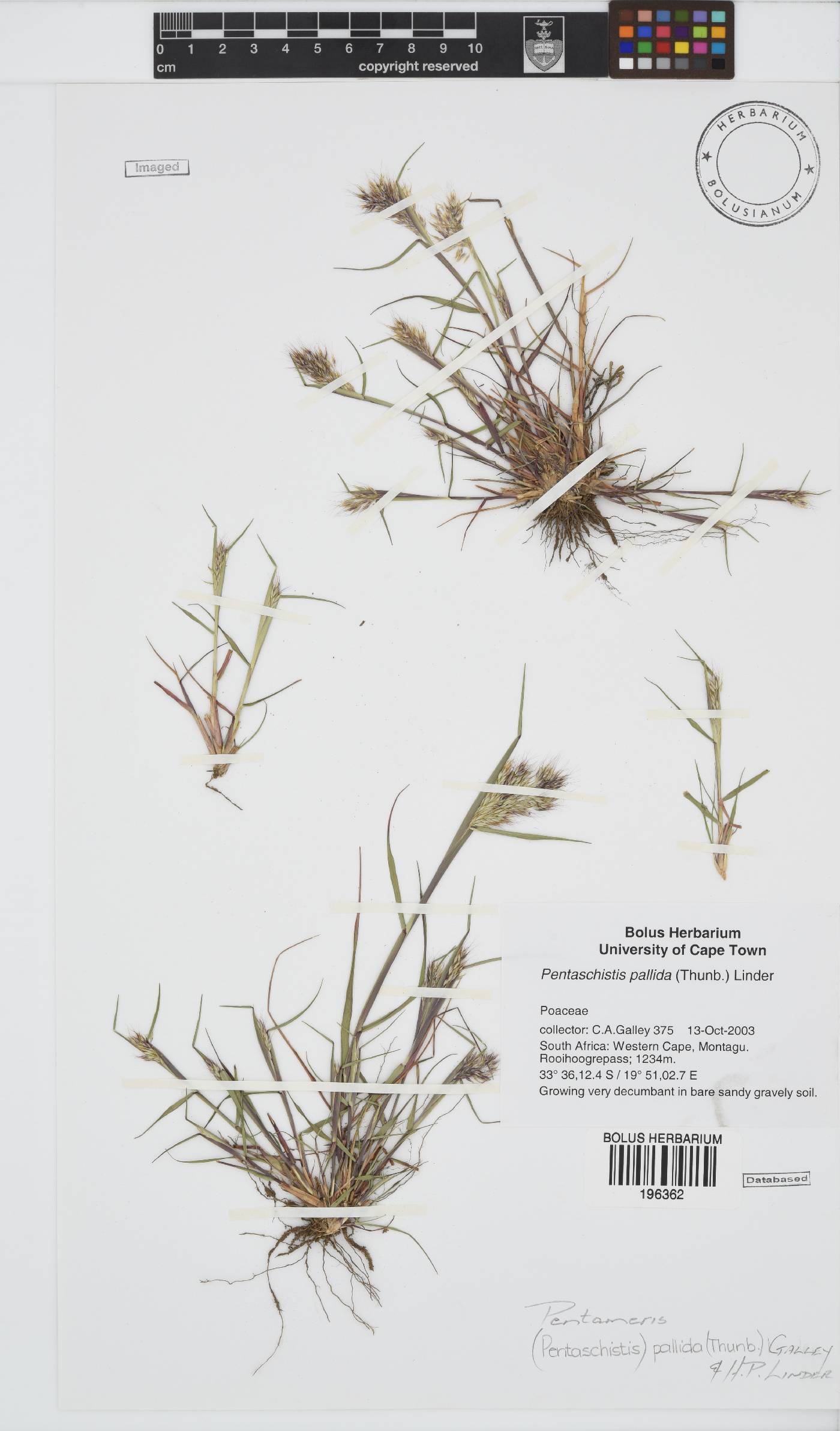 Pentameris pallida image