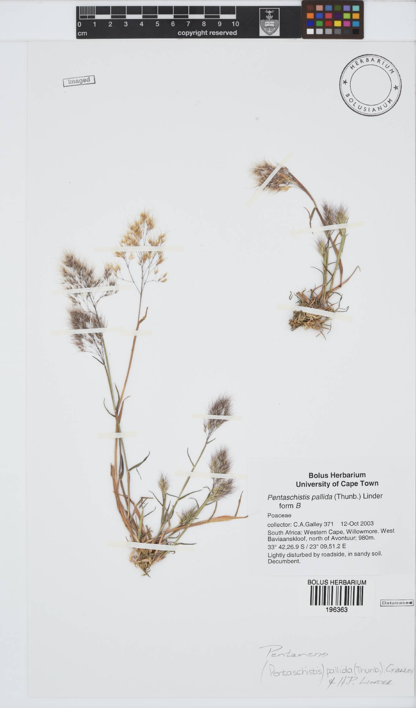 Pentameris pallida image