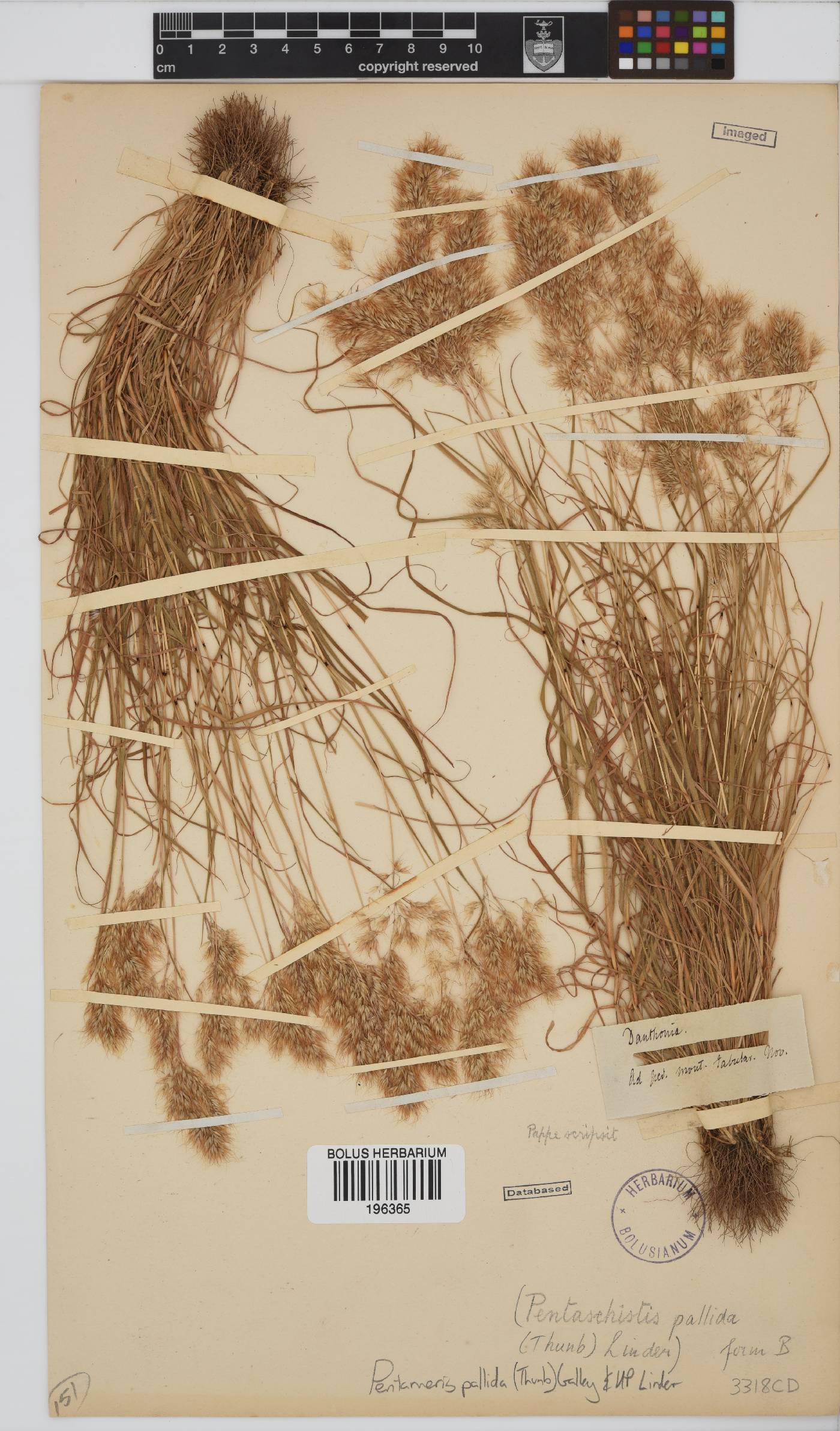 Pentameris pallida image