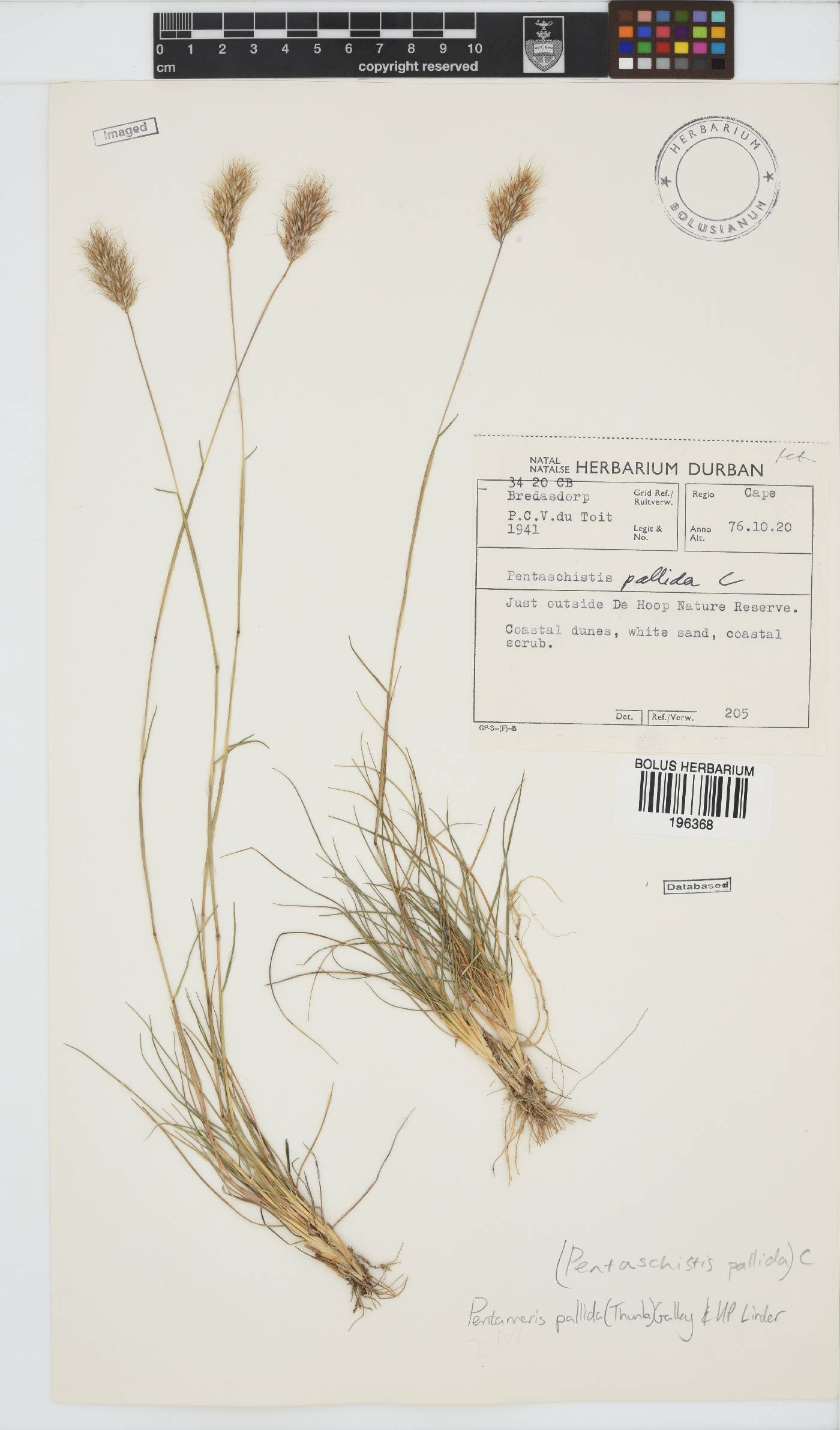 Pentameris pallida image