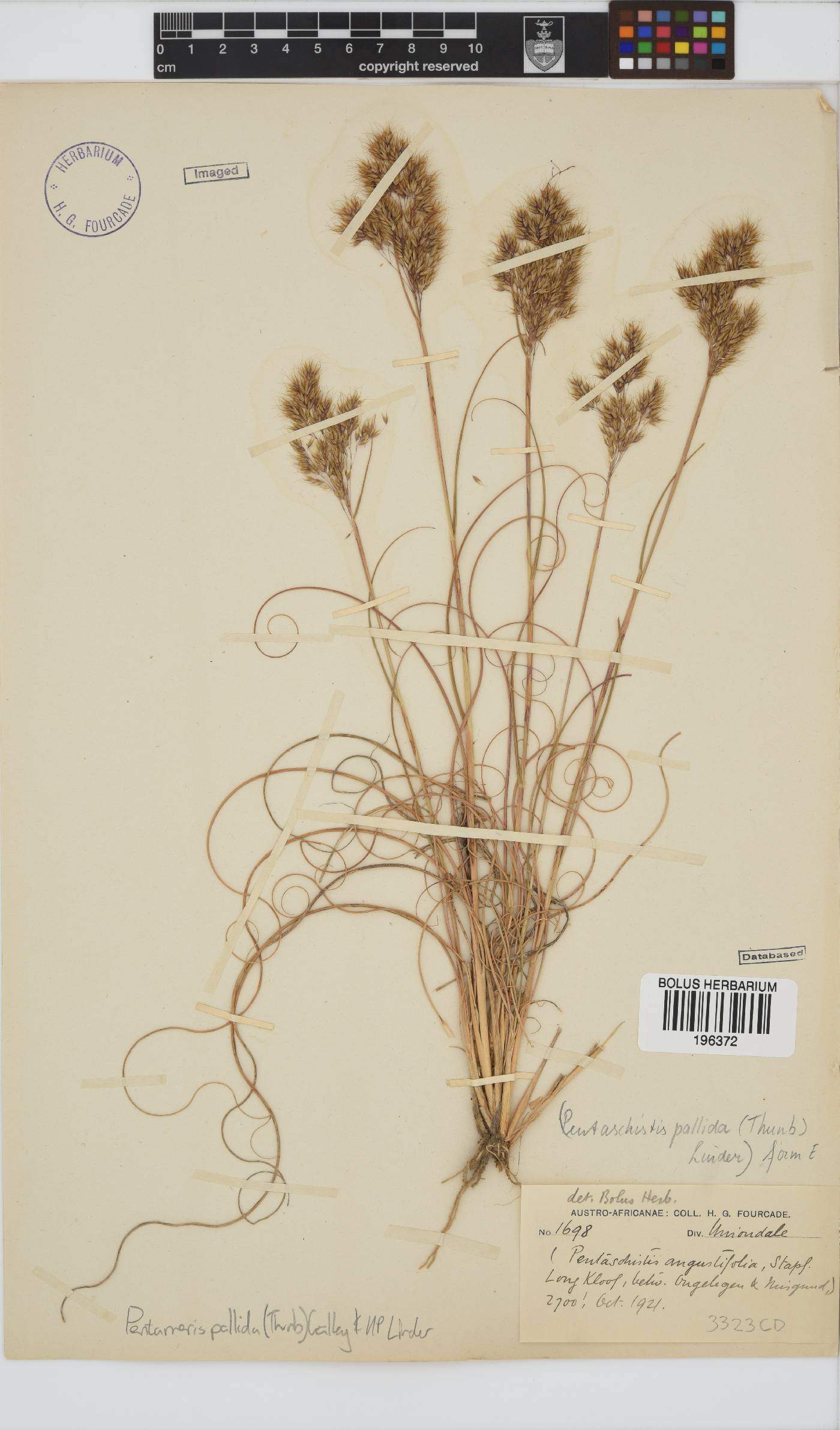 Pentameris pallida image