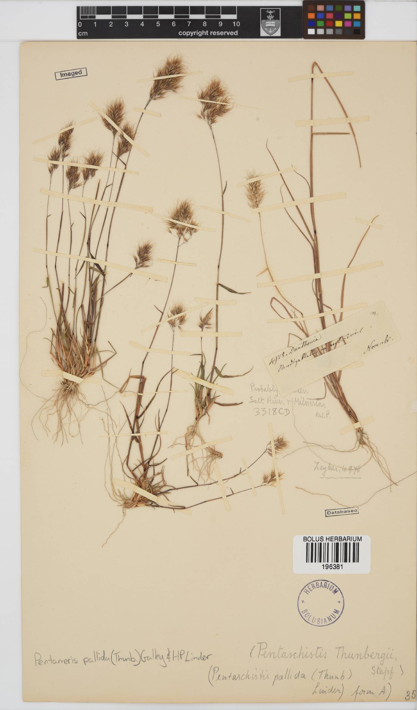 Pentameris pallida image