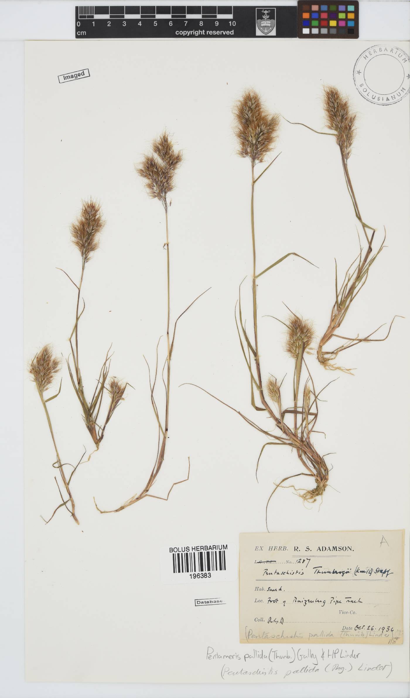 Pentameris pallida image