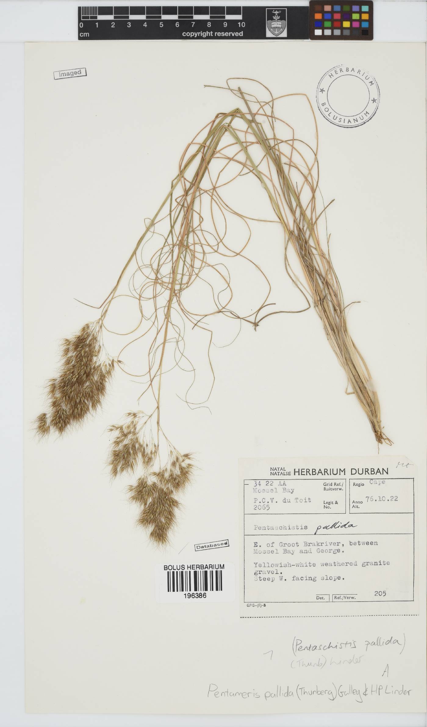 Pentameris pallida image