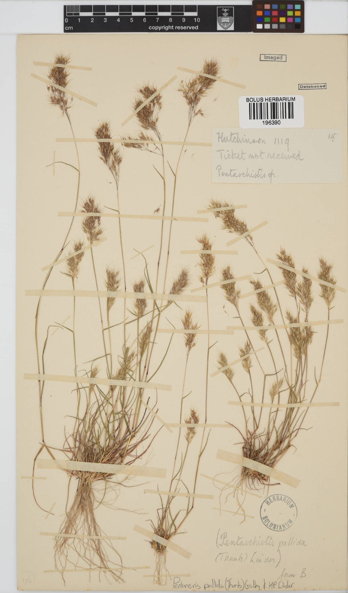 Pentameris pallida image
