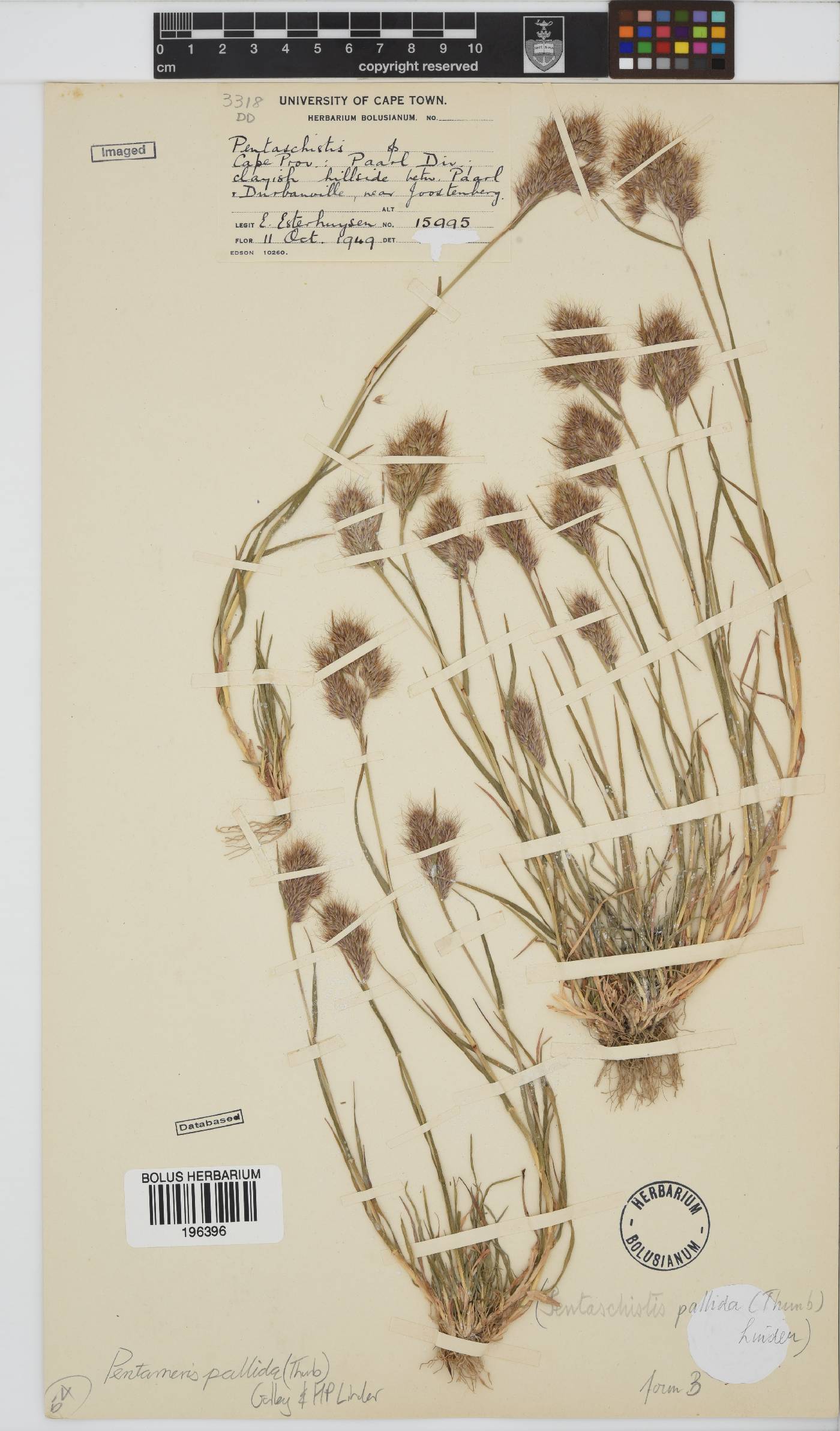 Pentameris pallida image