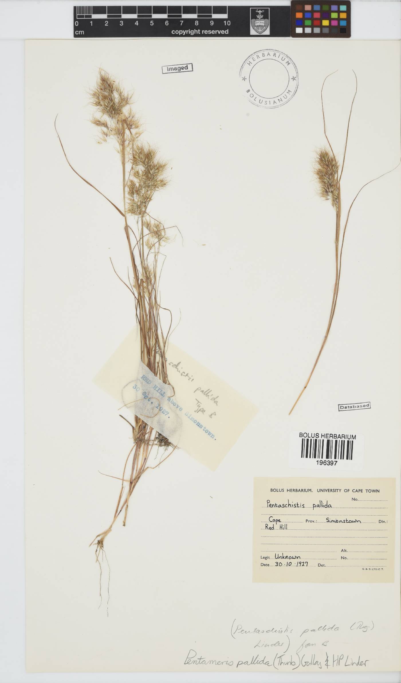 Pentameris pallida image