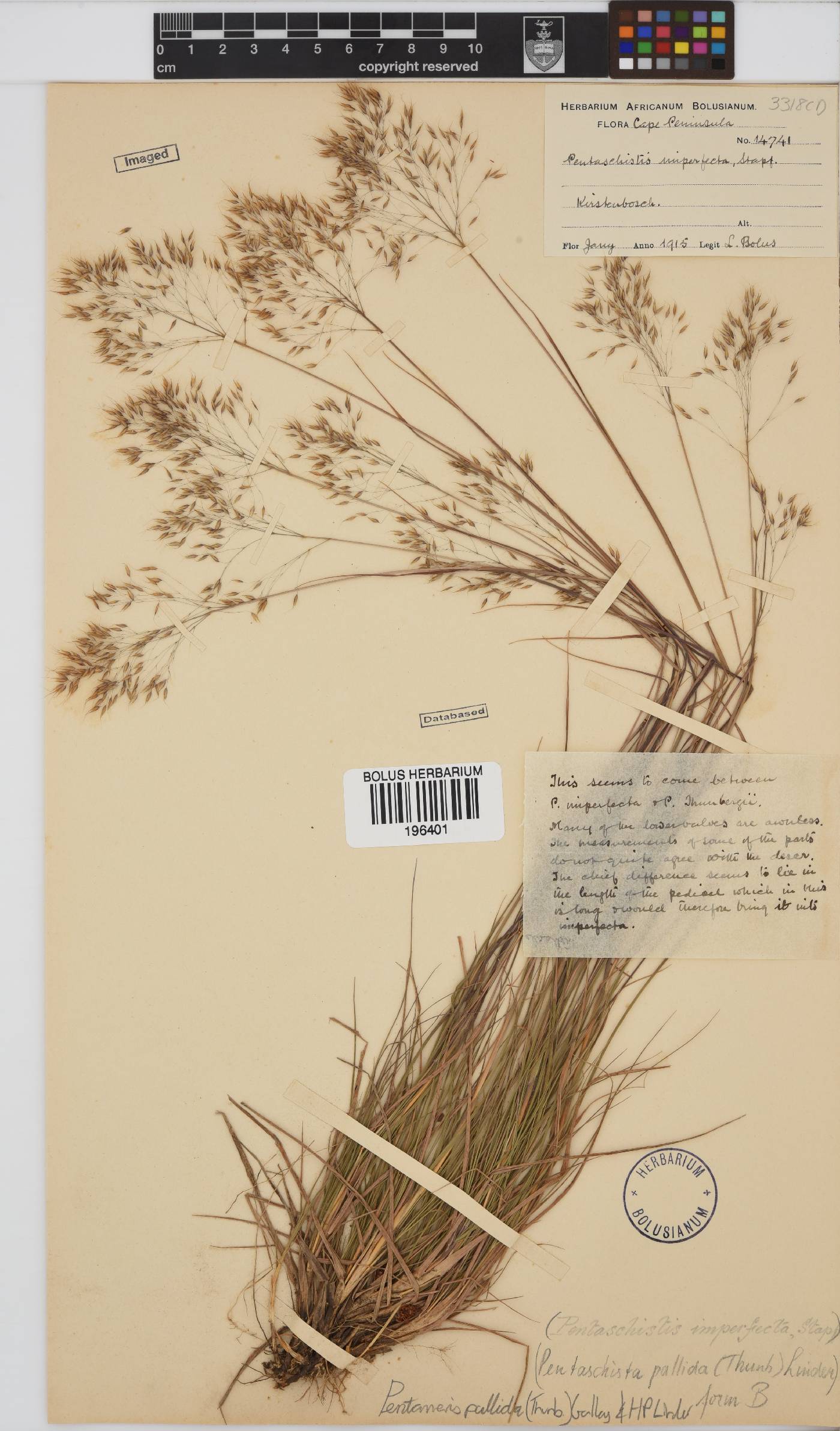 Pentameris pallida image
